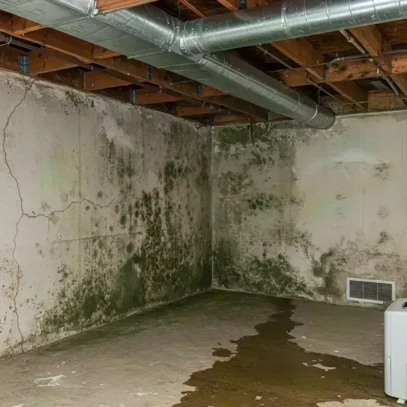 Professional Mold Removal in Ina, IL